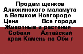 Продам щенков Аляскинского маламута в Великом Новгороде › Цена ­ 5 000 - Все города Животные и растения » Собаки   . Алтайский край,Камень-на-Оби г.